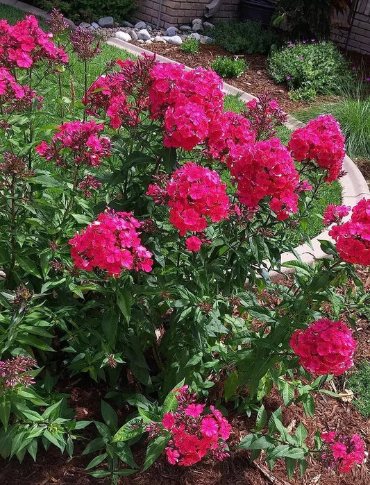 1 Cherry Starfires Vivid Phlox Red Blooms Perennial Outdoors Live Plant Gallon Pot