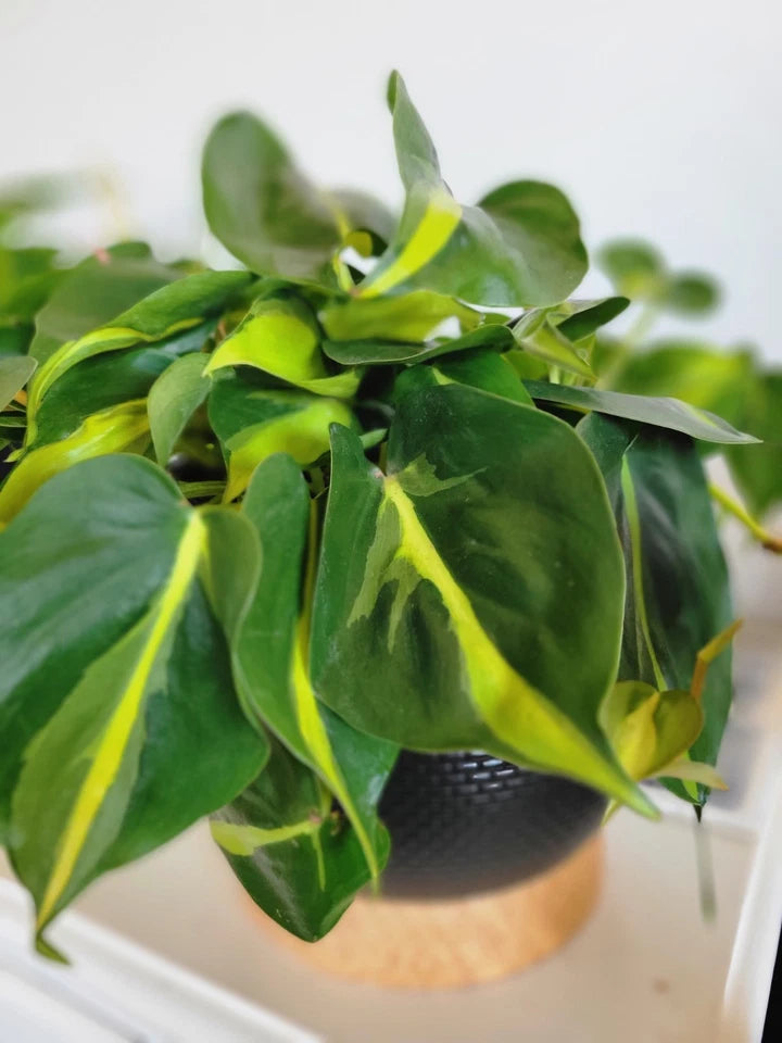 Philodendron Brasil Cuttings - 3 Unrooted Fresh Cuttings - Philodendron hederaceum Variegata