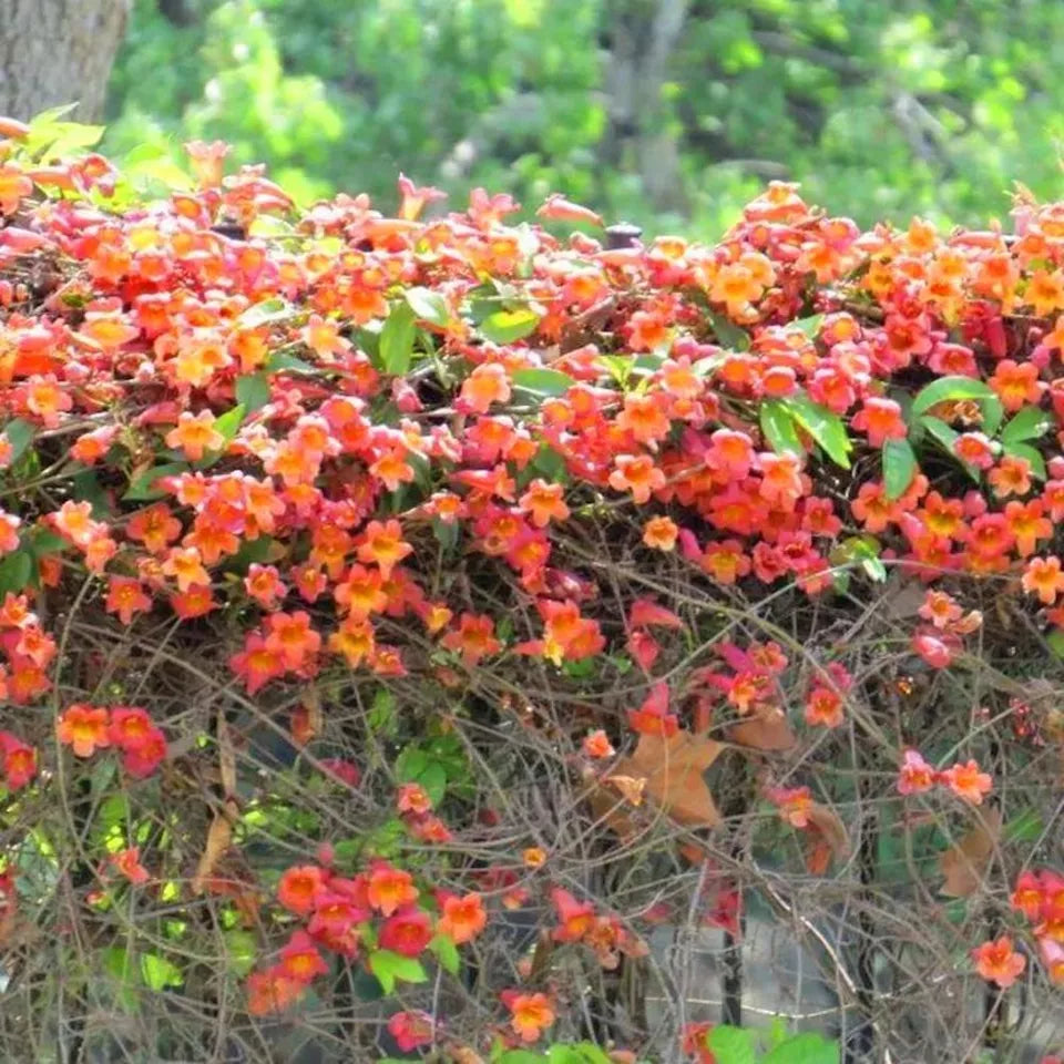 20 JASMINE FLOWER SEEDS rare exotic rambling vine fragrant plant "Orange Red"