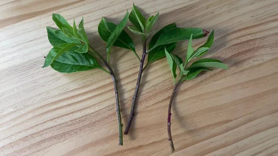 3 Fresh Unrooted Cuttings Longevity Spinach Gynura Procumbens