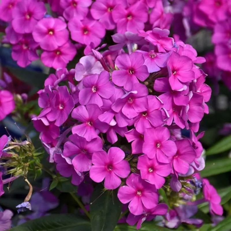 Phlox 'Purple Flame', 1 Gallon Pot Live Plant