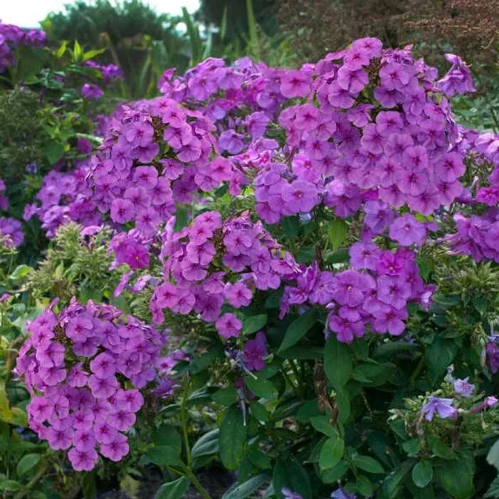 Phlox 'Purple Flame', 1 Gallon Pot Live Plant