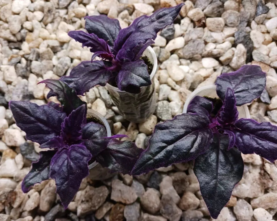 3pcs Purple Passion velvet LIVE plants SMALL STARTER PLANTS (Gynura Aurantiaca)