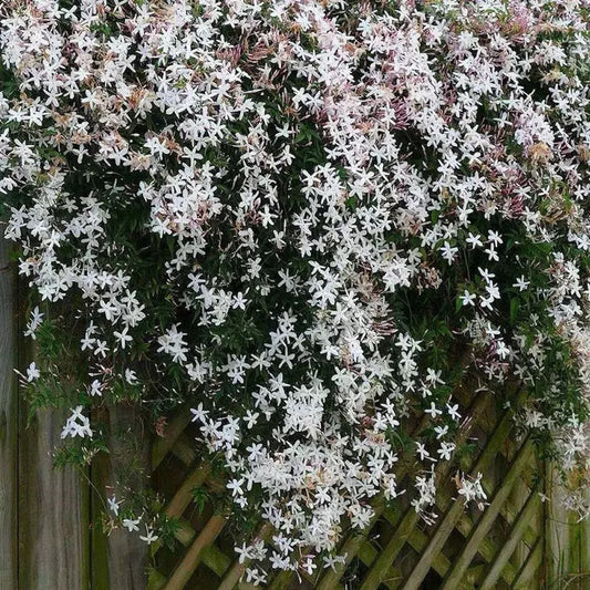 20 JASMINE FLOWER SEEDS rare exotic rambling vine fragrant plant "White Confederate"