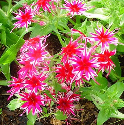 33 PCS Phlox Twinkle Star Flower Seeds Drummondii Cuspidata