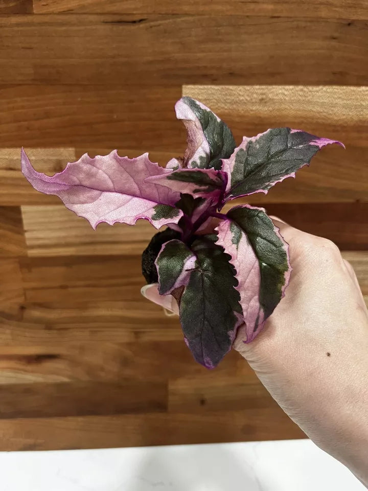 1pc Gynura aurantiaca Variegated Purple Passion Plant Fully Rooted