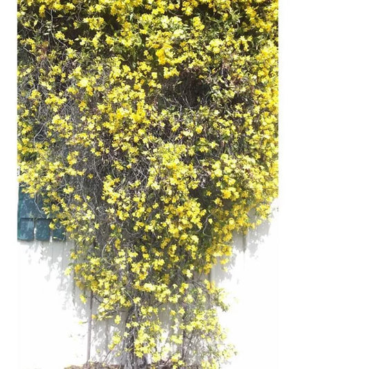 20 JASMINE FLOWER SEEDS rare exotic rambling vine fragrant plant "Yellow"