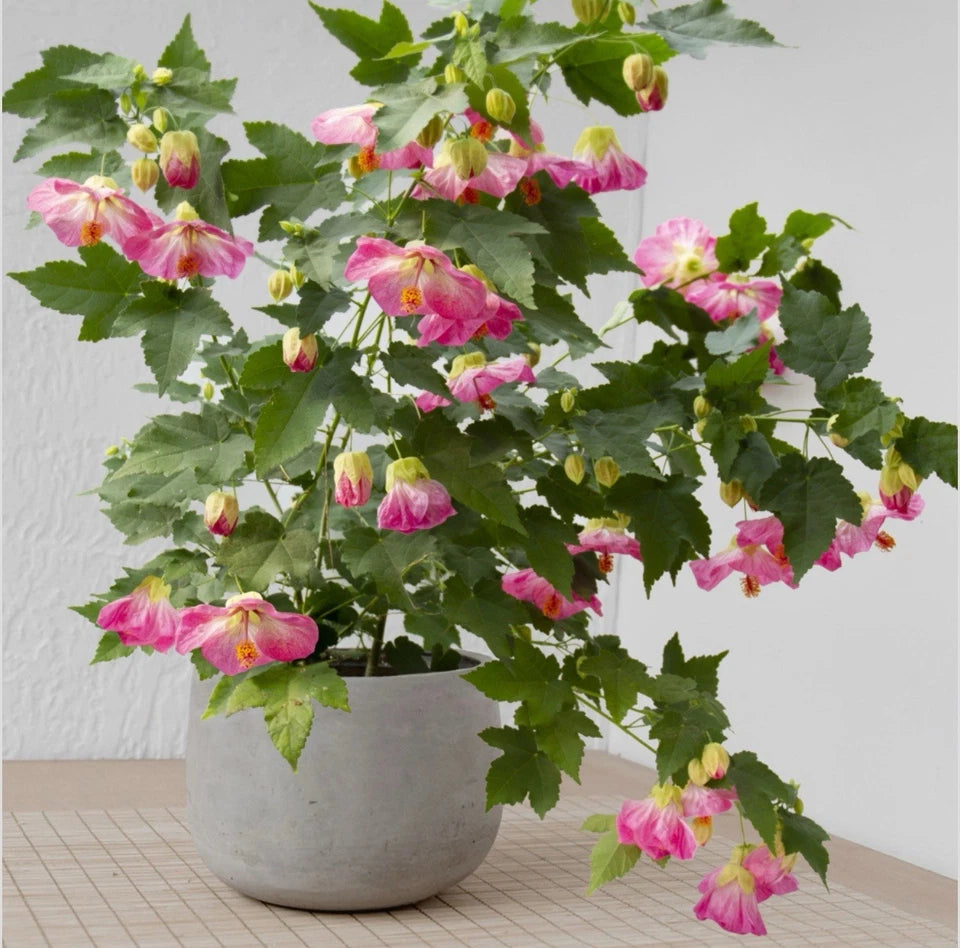 Pink Flowering Maple Starter Plant - Abutilon Hybrid - Small Rooted Plant for Indoor/Outdoor Garden Decor