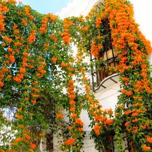 20 JASMINE FLOWER SEEDS rare exotic rambling vine fragrant plant "Orange"