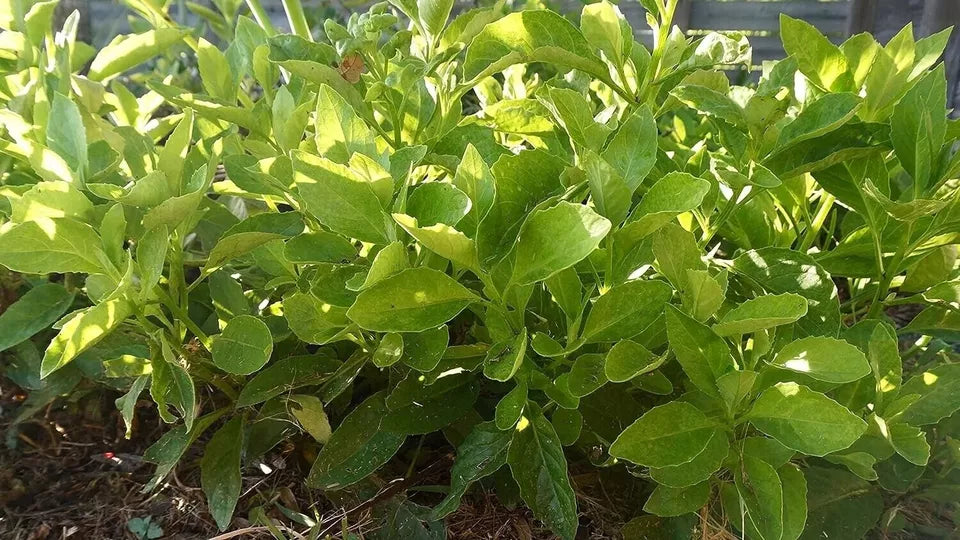 4 Live Starter Plants Longevity Spinach Gynura Procumbens