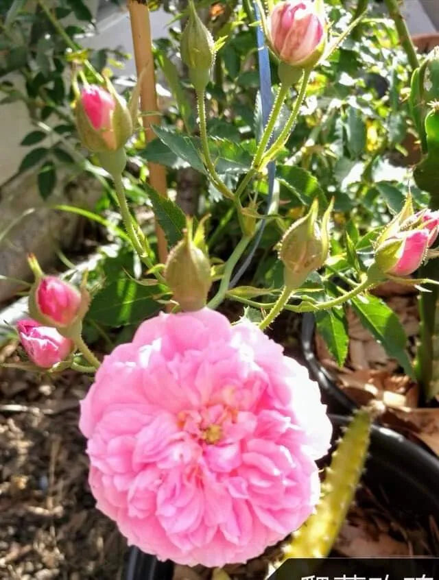 ONE Live Plant 10” Tall With Heathly Roots And Buds Climbing Rose "Caldwell Pink"