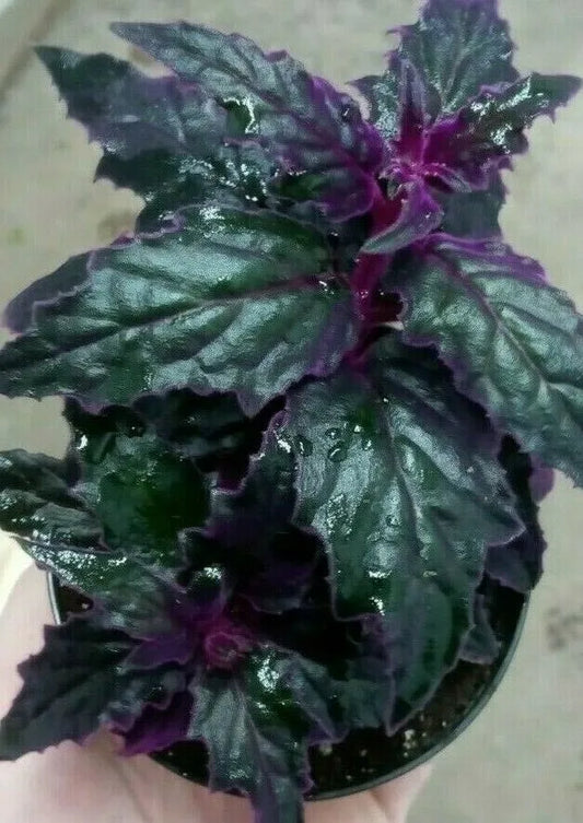 1pc Purple Passion Plant (Gynura Aurantiaca) Purple Velvet LIVE Plant 4" POT