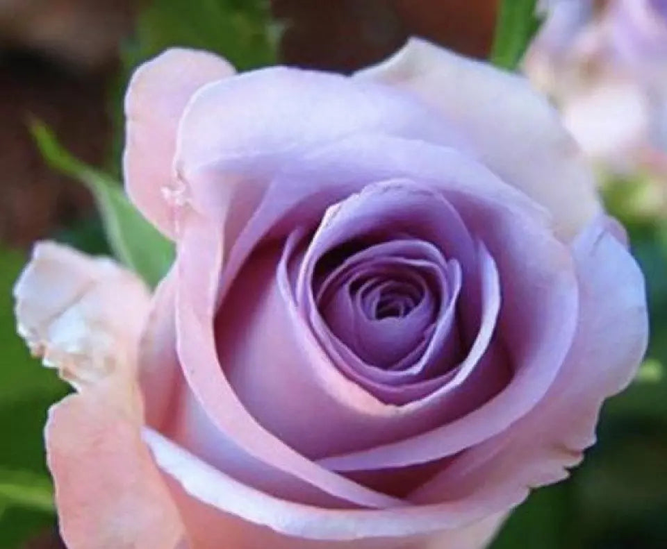 CLASSIC STYLE ROSE 20 SEEDS for Planting Flower bush diy (violet purple)