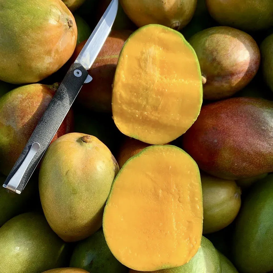 Mango Julie (Mangifera Indica Julie) live Tropical Fruit Tree 12”-24”