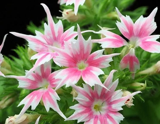 33 PCS Phlox Twinkle Star Flower Seeds Drummondii Cuspidata