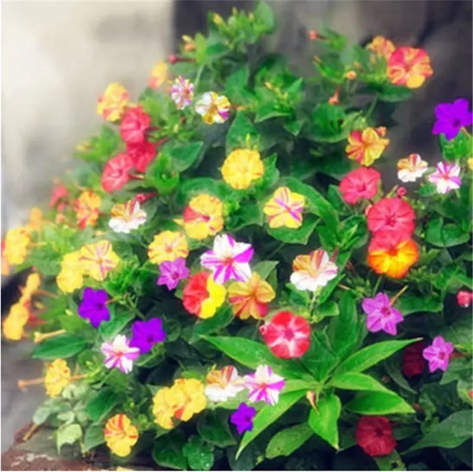 20 JASMINE FLOWER SEEDS rare exotic rambling vine fragrant plant "Blended Mix Colors"