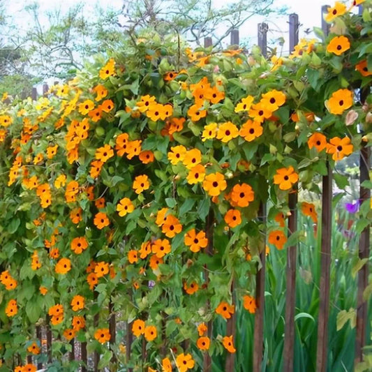 20 JASMINE FLOWER SEEDS rare exotic rambling vine fragrant plant "Sunflower Orange"