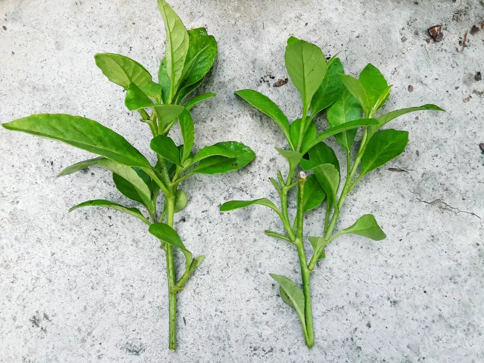 (4) Cuttings 6"-8" Unrooted Organic Longevity Spinach Gynura Procumbens