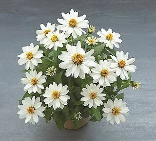 Zinnia Belize-Single White 100 seeds