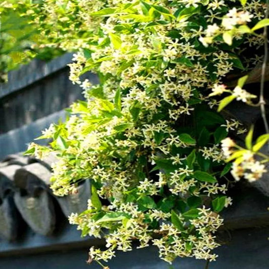 20 JASMINE FLOWER SEEDS rare exotic rambling vine fragrant plant "Yellow/White"