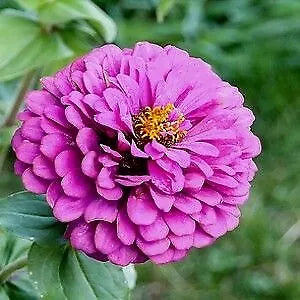 Zinnia Gigantica Lavender 1,000 seeds