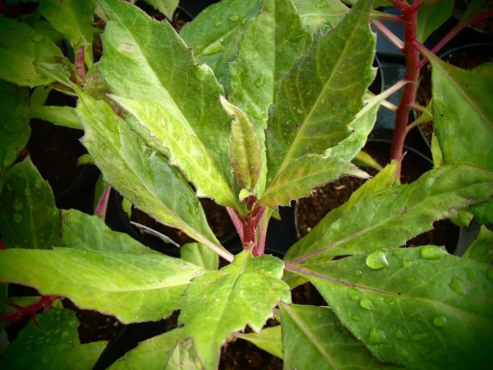 3 Live Starter Plants Okinawa Spinach Gynura Crepioides