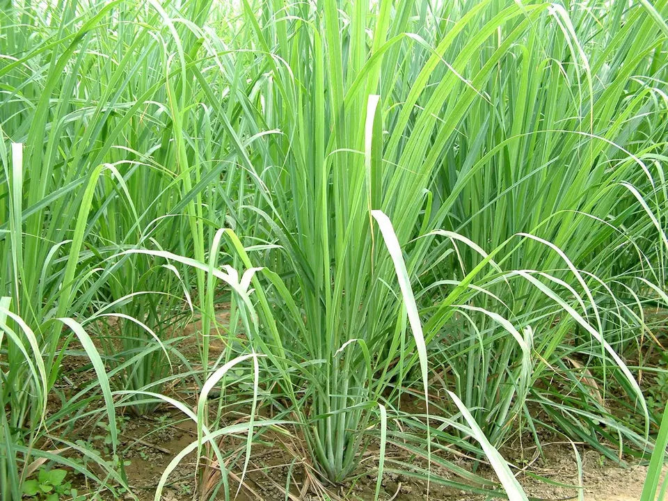 2pcs Fresh Lemongrass Stalks Ready to Plant