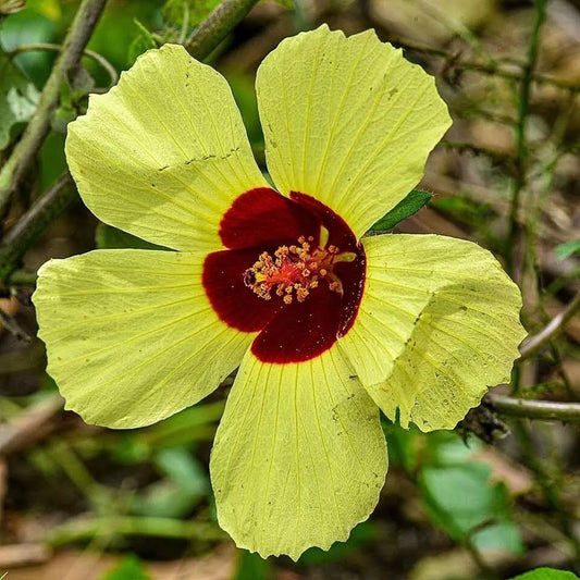 10 Seeds Hibiscus surattensis Bush Sorrel Wild Sour