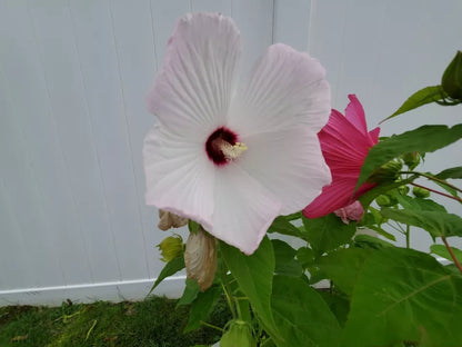 10 Pink Winter Hibiscus Rose Mallow Seeds HUGE Flowers Perennial