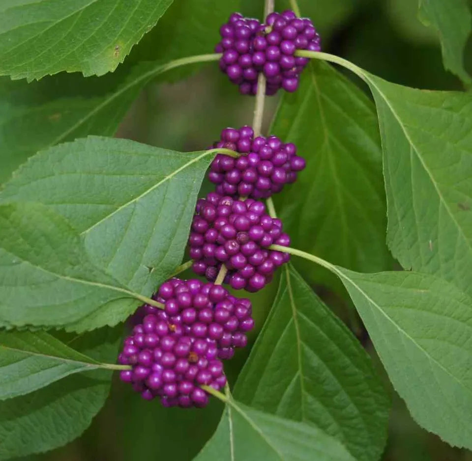 100+ PURPLE AMERICAN BEAUTY BERRY BEAUTYBERRY CALLICARPA AMERICANA ORGANIC SEEDS