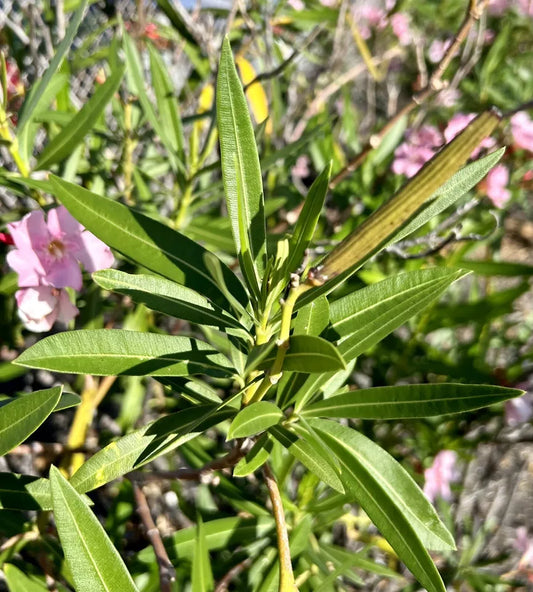 Pink Nerium Oleander - 50 Seeds