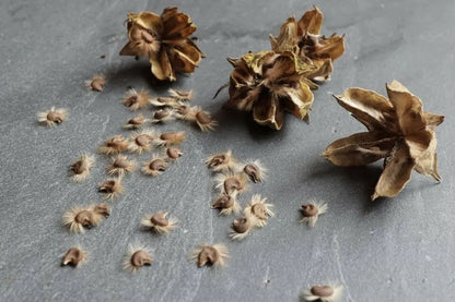 50+ Blue Chiffon Rose of Sharon SEEDS (Hibiscus syriacus)