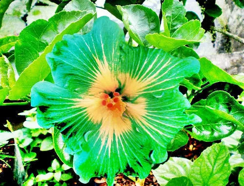 20 Green Yellow Hibiscus Seeds Flowers Perennial Flower