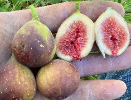 ONE Fig Tree Unrooted Cutting "Kadota/White Texas Overbearing"