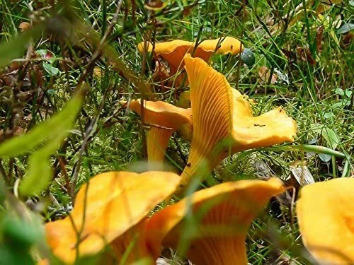 Chanterelle Mushroom Spores Grow Kit in Sawdust Bag - True Chanterelle Spores (Cantharellus cibarius) - 40g