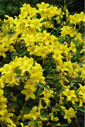 Bignonia Yellow Crossvine Starter Plant - Rooted, Butterfly Attracting, USA Seller, Bignonia capreolata