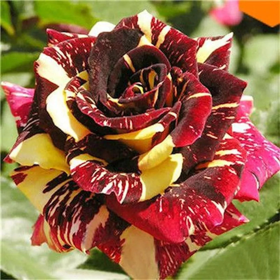 20 DRAGON STRIPED SWIRL ROSE FLOWER SEEDS " Maroon and Yellow"