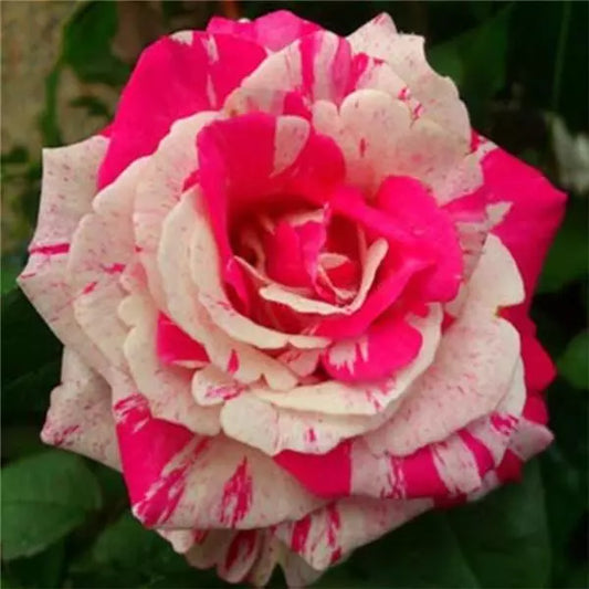 20 DRAGON STRIPED SWIRL ROSE FLOWER SEEDS "White and Pink"