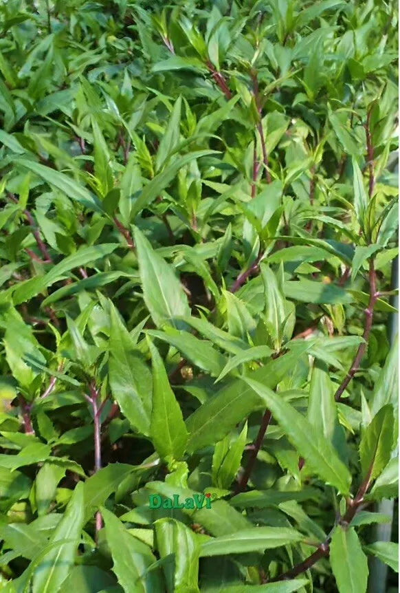 3 Plants Longevity Spinach - Gynura procumbens In A Cup