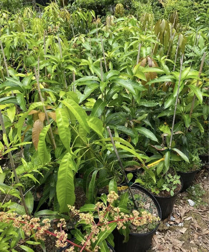 SUPER JULIE Grafted Rare MANGO Tree 3Gal Pot