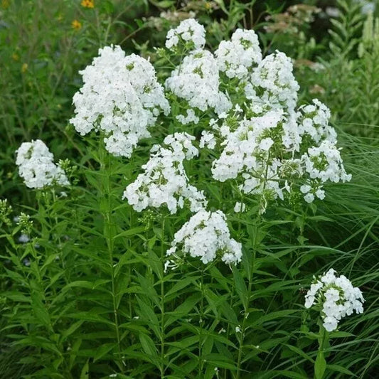 Phlox 'David' 1 Gallon Pot Live Plant