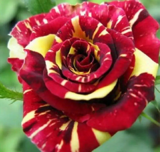 20 DRAGON STRIPED SWIRL ROSE FLOWER SEEDS "Wine and Yellow"