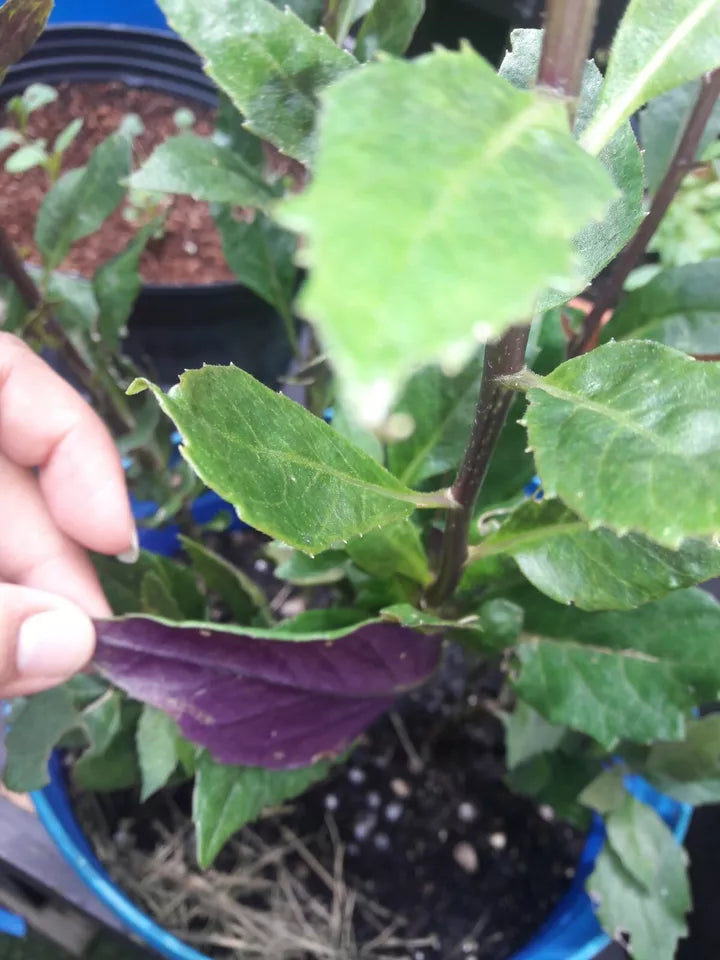 8 Fresh Unrooted Cuttings (5 inches) Okinawa Spinach Green and deep purple