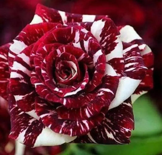 20 DRAGON STRIPED SWIRL ROSE FLOWER SEEDS "Maroon and White"