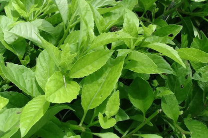 3pcs Longevity Spinach Live Starter Plants Gynura Procumbens