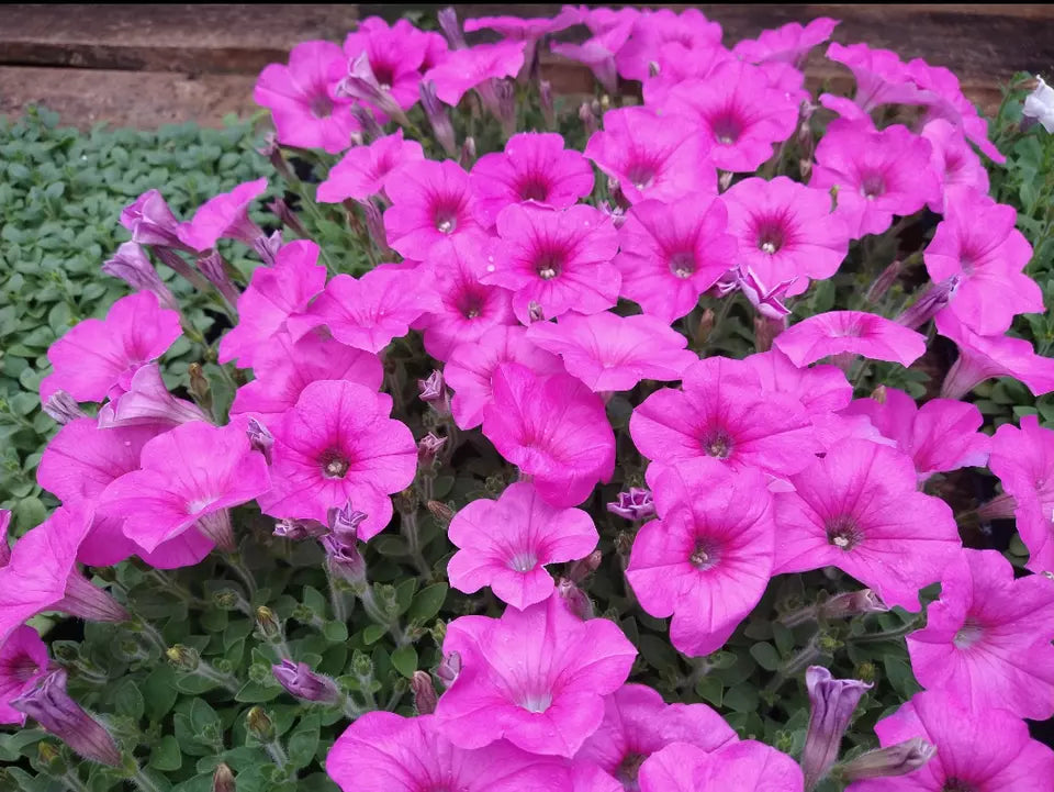 6 Plants Petunia Easy Wave 'Neon Rose' Live Annual Plants/Plugs