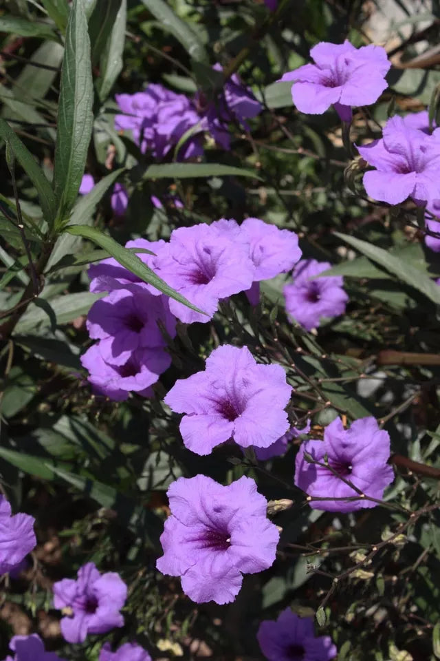 5 Live Bare Rooted Mexican Petunia Plants (Ruellia Simplex)