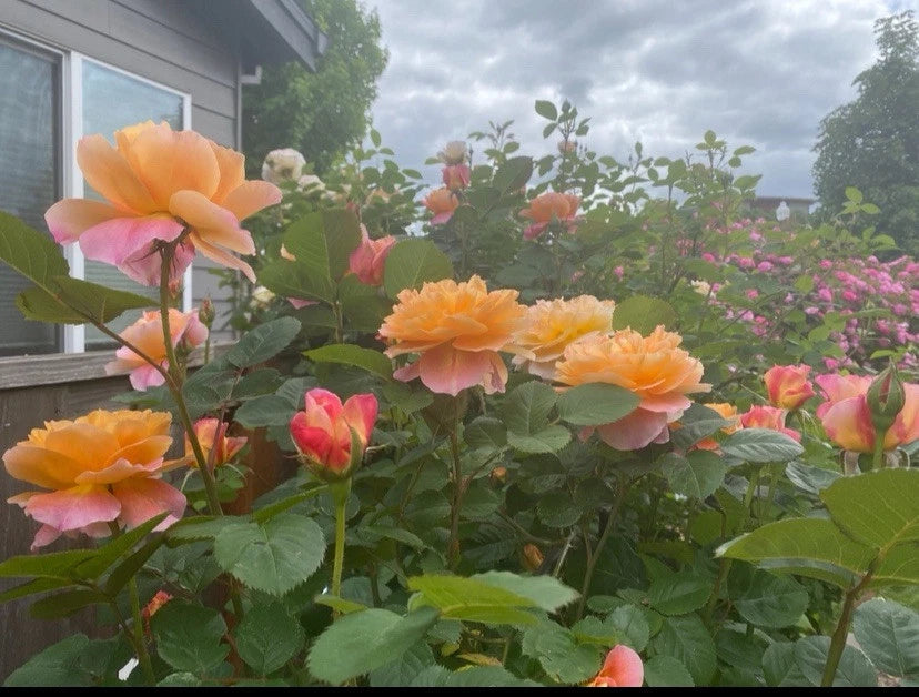 Heirloom Live Rose Cuttings 5-8" The Impressionist™ Climbing Rose Unrooted Fresh Stems - Apricot Blend, Very Fragrant