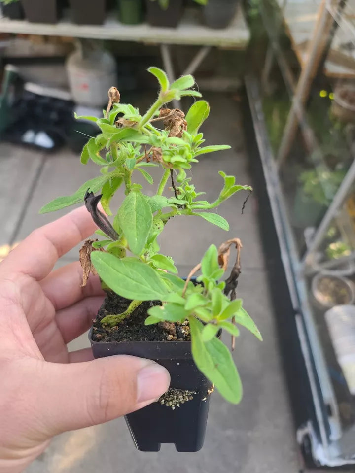 1pc Petunia "Black Magic" Potted In 2.5" Pot Fully Rooted Live Plant