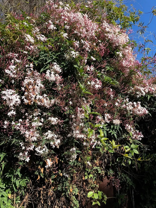 Organic Live Unrooted Cuttings Pink Jasmine Polyanthum